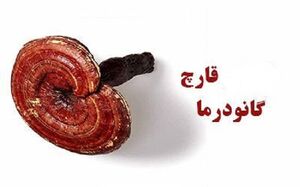 کلاهبرداری با قارچ گانودرما